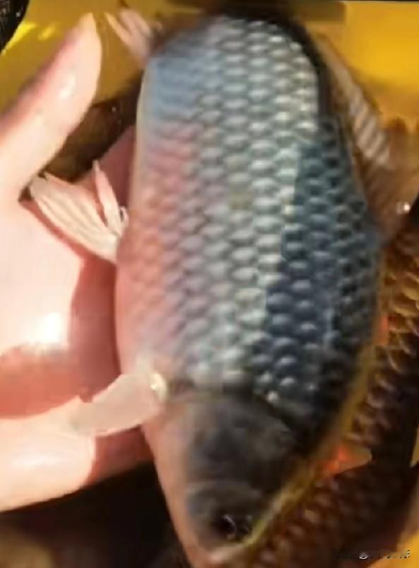 野钓大板鲫口好的时候随便钓，口不好得时候就得有讲究了，不然空军是必然的。野钓