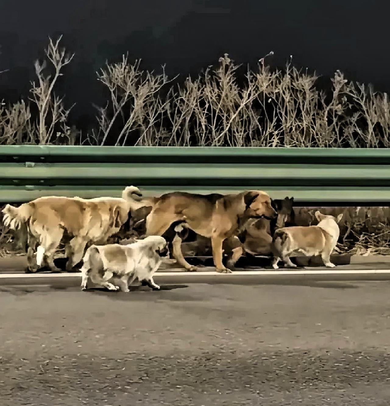 长春那七只狗顺利回家的后续来了！原来，这7只狗都是一个屯子里的，品种有德牧、