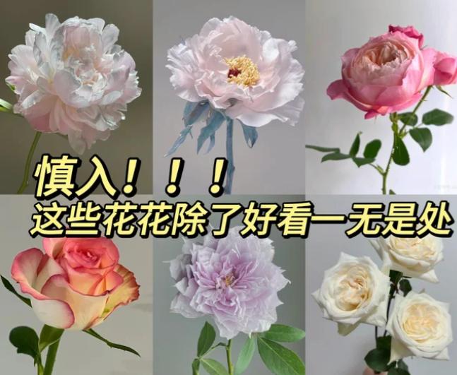 楼下的李阿姨是个花迷，阳台客厅摆得跟植物园似的。上个月我去串门，她正拿着抹布擦