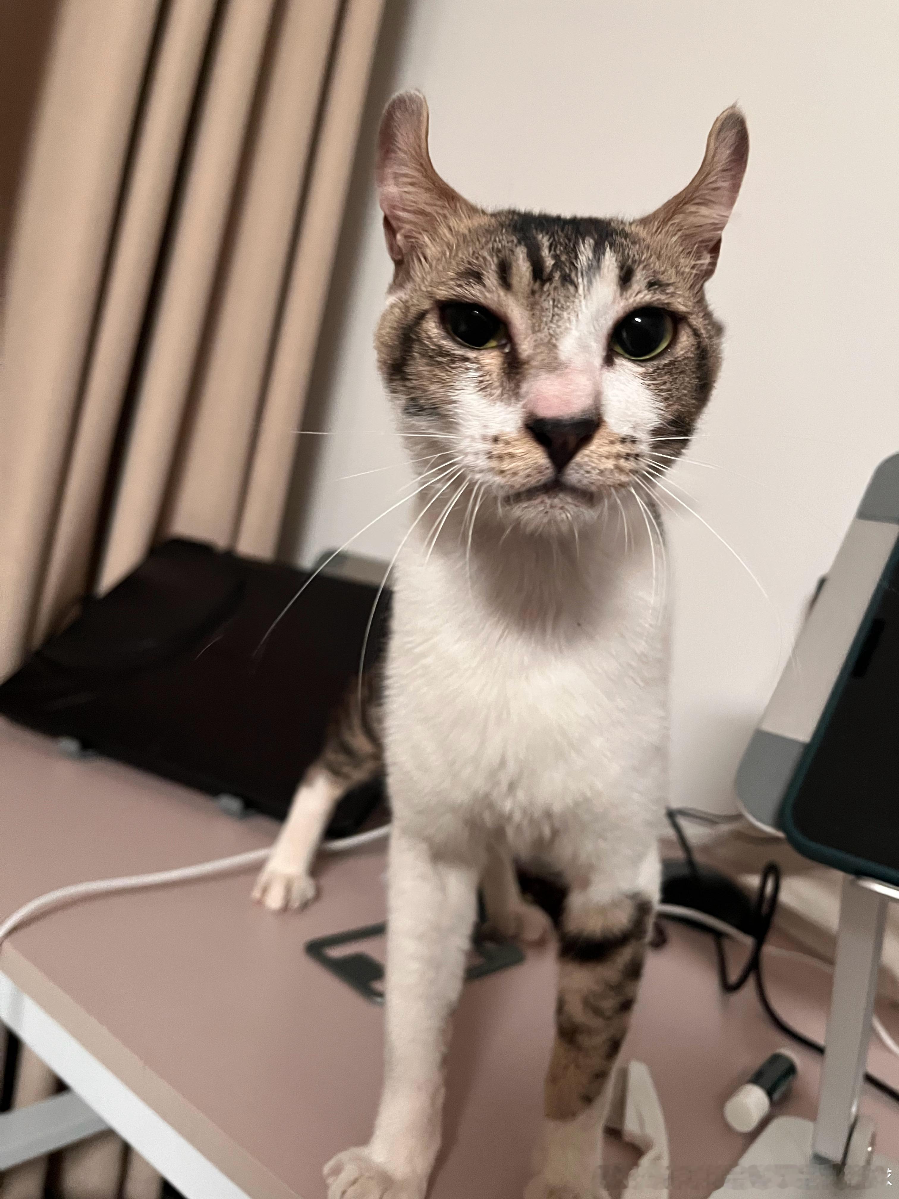 啥猫