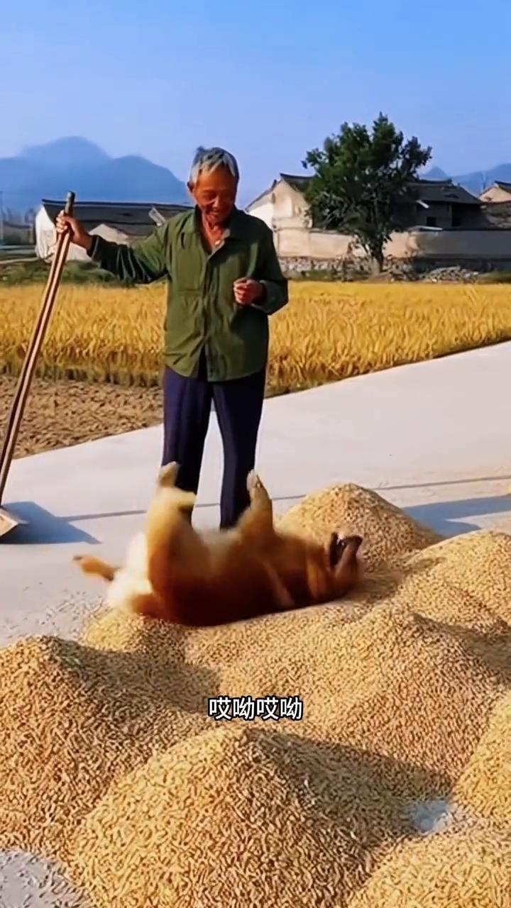 好家伙，这摊的比我还均匀，厉害。