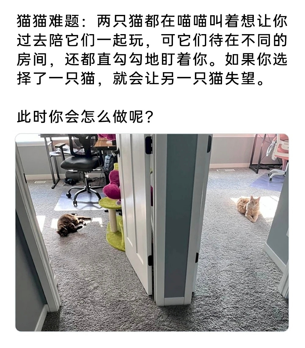 我是不会停止收集这种猫meme的​​​
