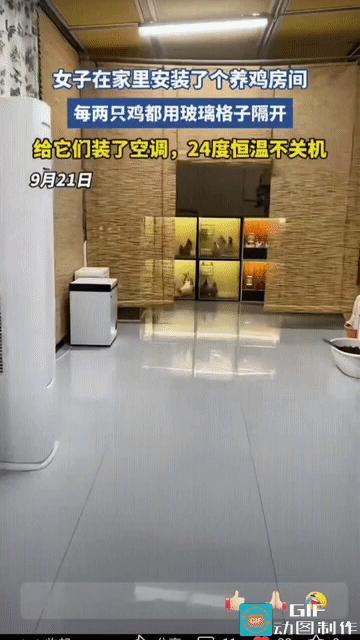 网友震惊了:一女子在家里安装了养鸡房间，每两只鸡就用玻璃格子格开，每个格子里都住