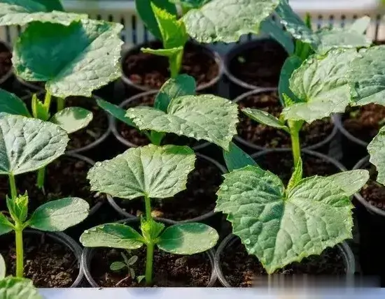 惊蛰将近, 种植这些春季蔬菜, 最好先育苗再移栽, 否则白忙活