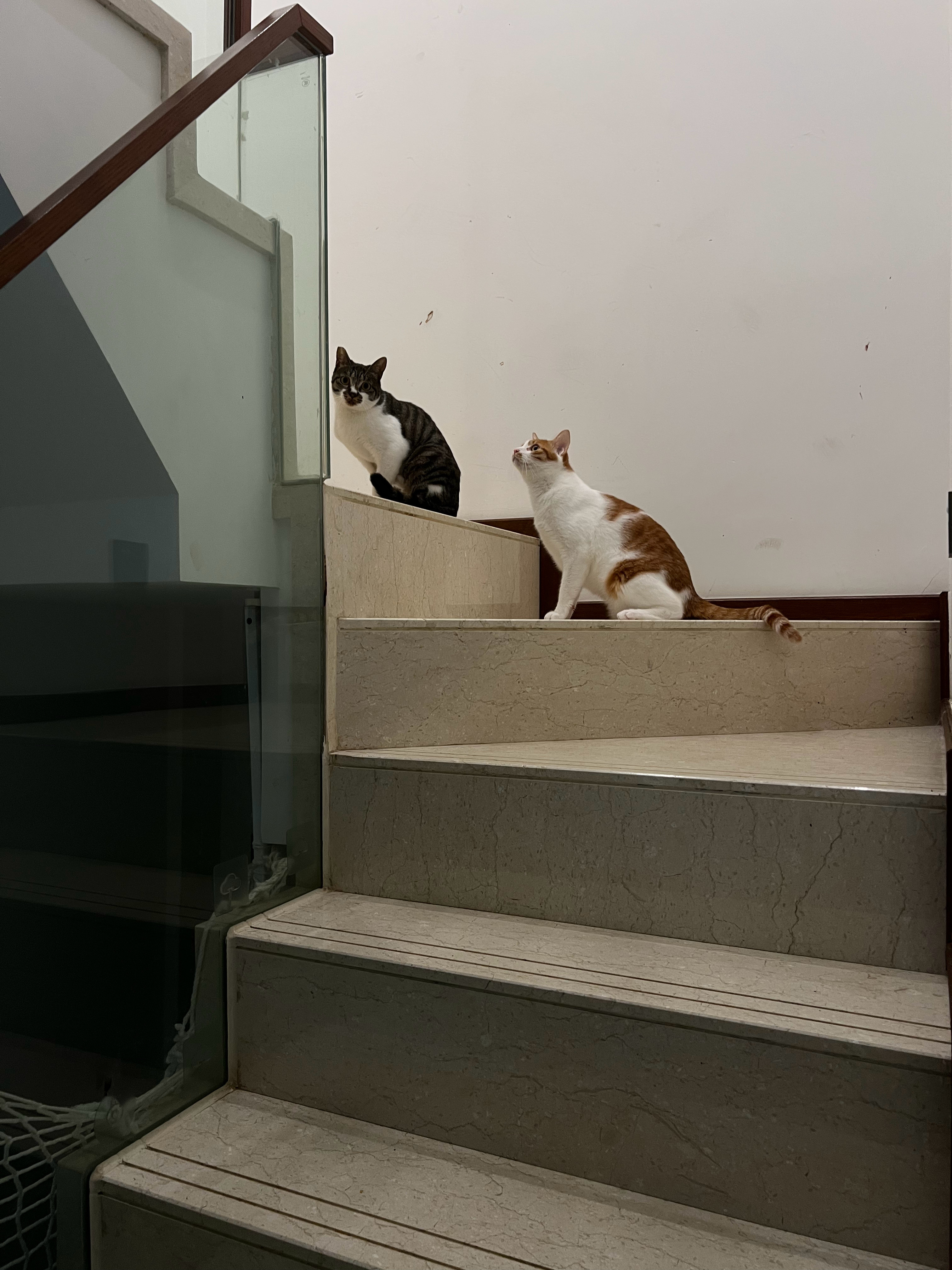 虽然这个猫对茄子很感兴趣，但还是很有边界感的守住了社交距离萌宠c位计划