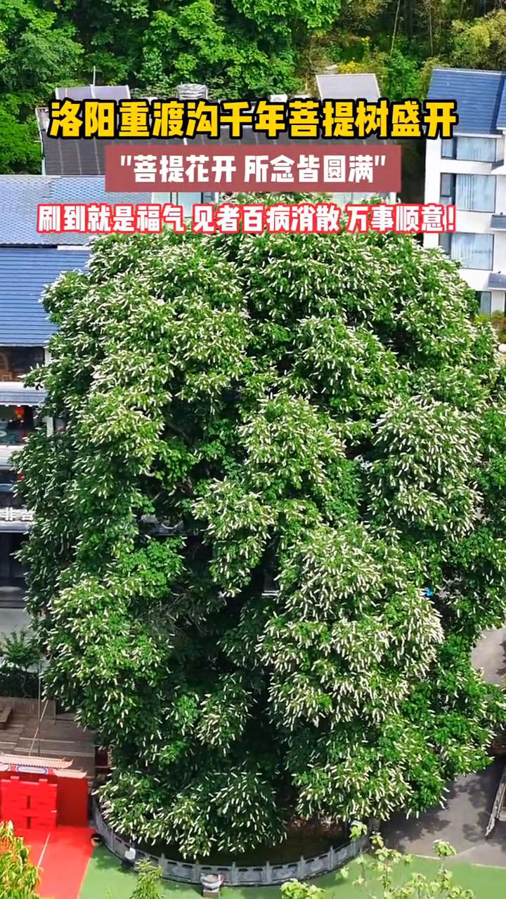 洛阳重渡沟千年菩提树盛开，"菩提花开所念皆圆满"。刷到就是福气，见者百病消散，