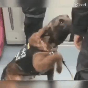 平时一脸严肃的警犬卖萌求摸摸的样子也太可爱了吧...