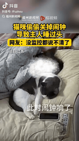 江苏，一姑娘的闹钟响了，居然被猫咪悄悄关掉了，导致她睡过头，然后姑娘上班迟到了。