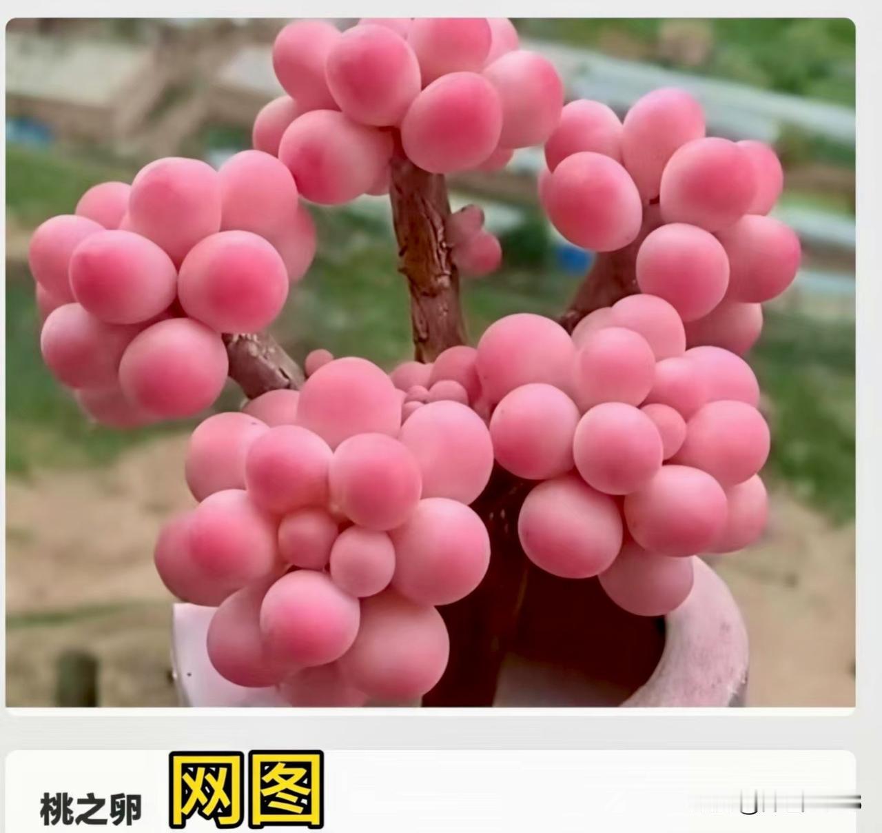 据说下面三种植物以前曾红极一时！朋友，你养过吗？1.多肉植物（如桃之卵(桃蛋