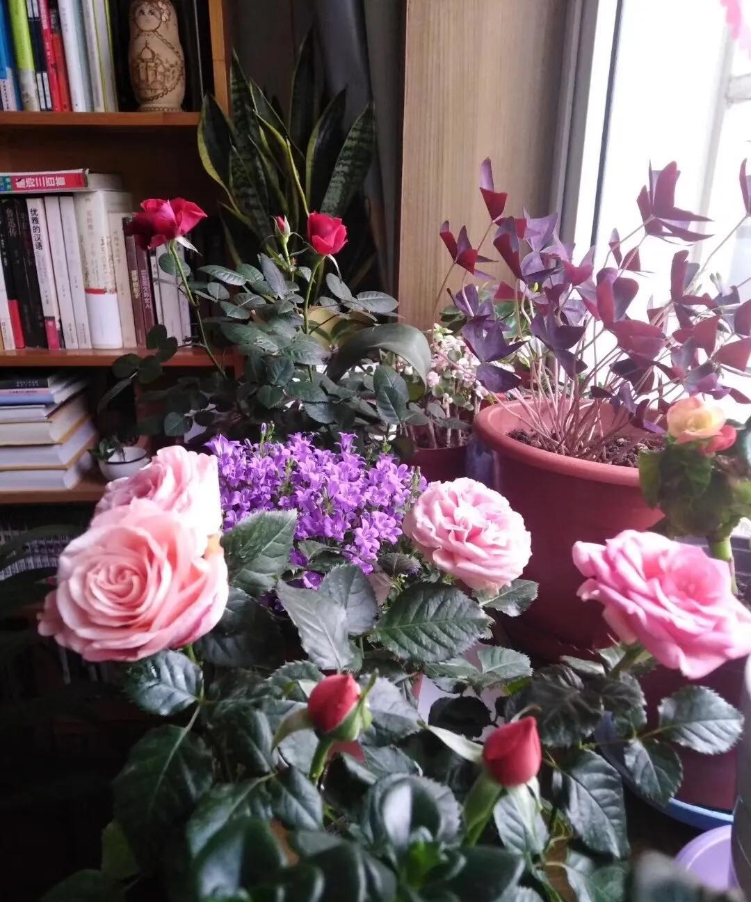 #那些好看的花花草草#