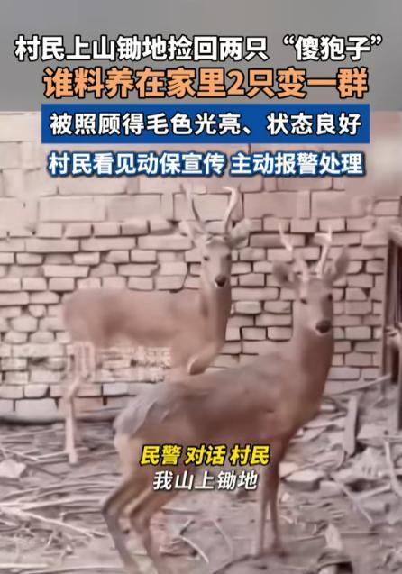 “长期饭票没了！”6月27日，陕西一村民上山锄地时，竟将两只“傻狍子”带回家精心