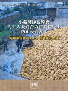 10月12日，辽宁锦州，村里一男子去邻居家谈事，刚到大门口便听到了阵阵犬吠，听到
