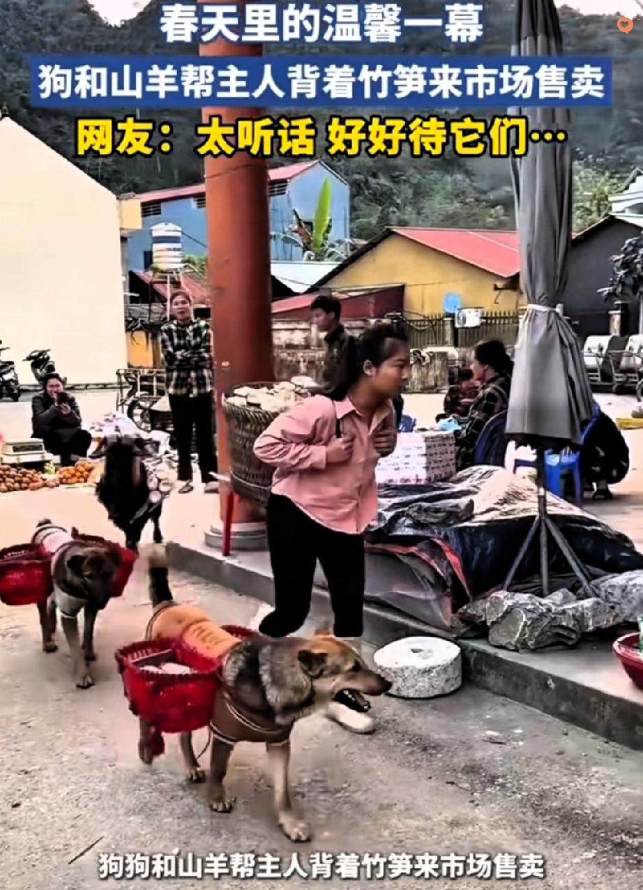 市场里的暖心一幕，女子背着大筐竹笋赶路，身后竟跟着3个“得力助手”——两只狗各驮