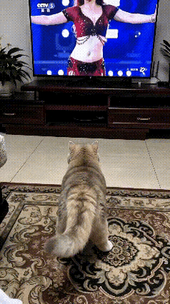 谁家小猫咪能成精到这个地步啊！网友家的猫咪，最近彻底暴露了“小戏精”本性，逗得主