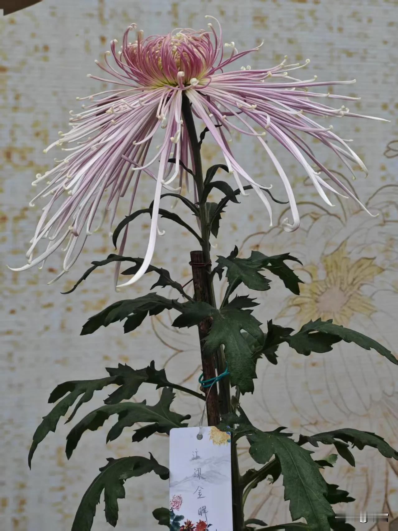 妹妹给我发了杭州菊花展的照片，菊花形态各异，美不胜收。有的菊花花瓣如