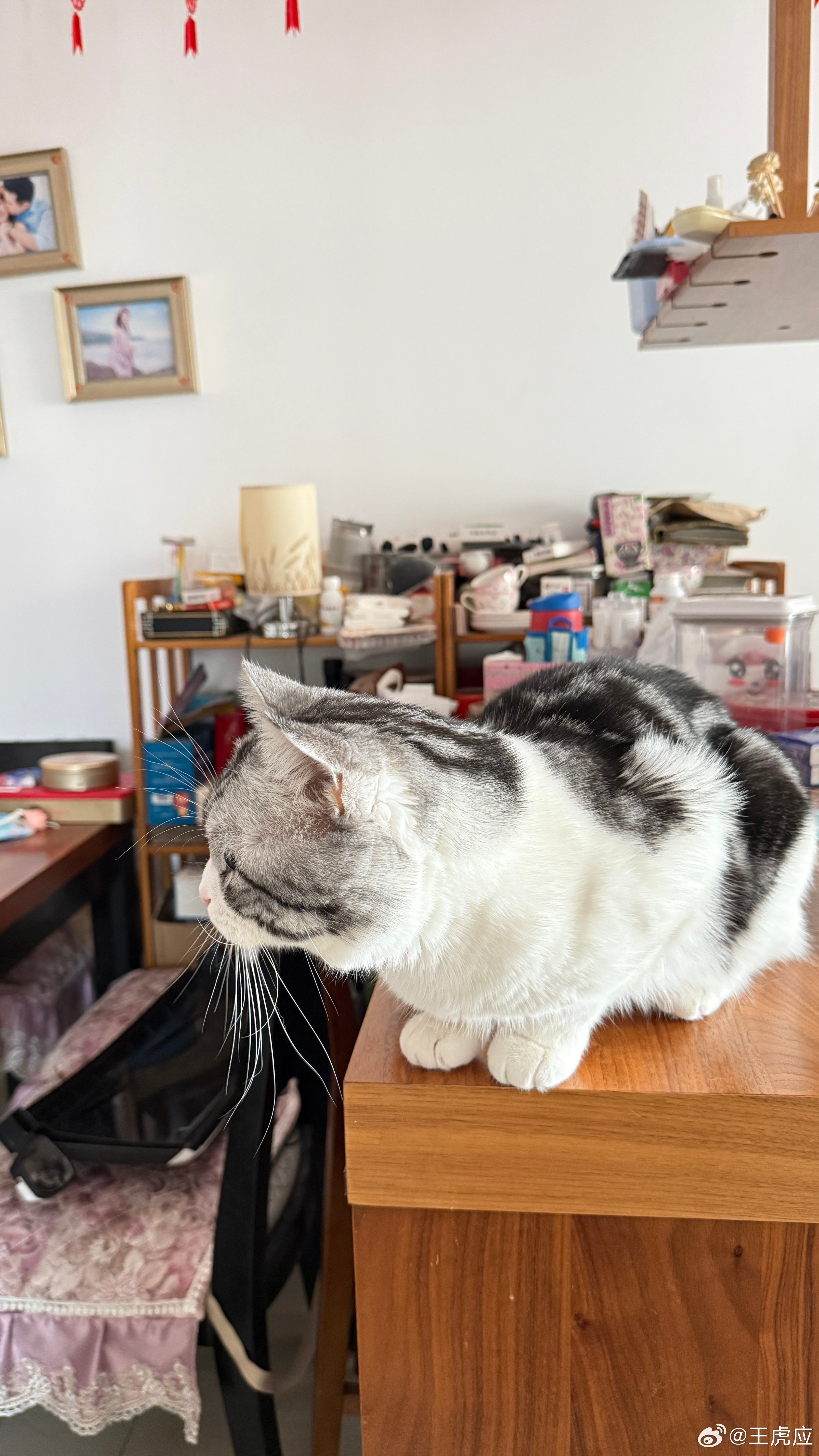 猫咪好可爱