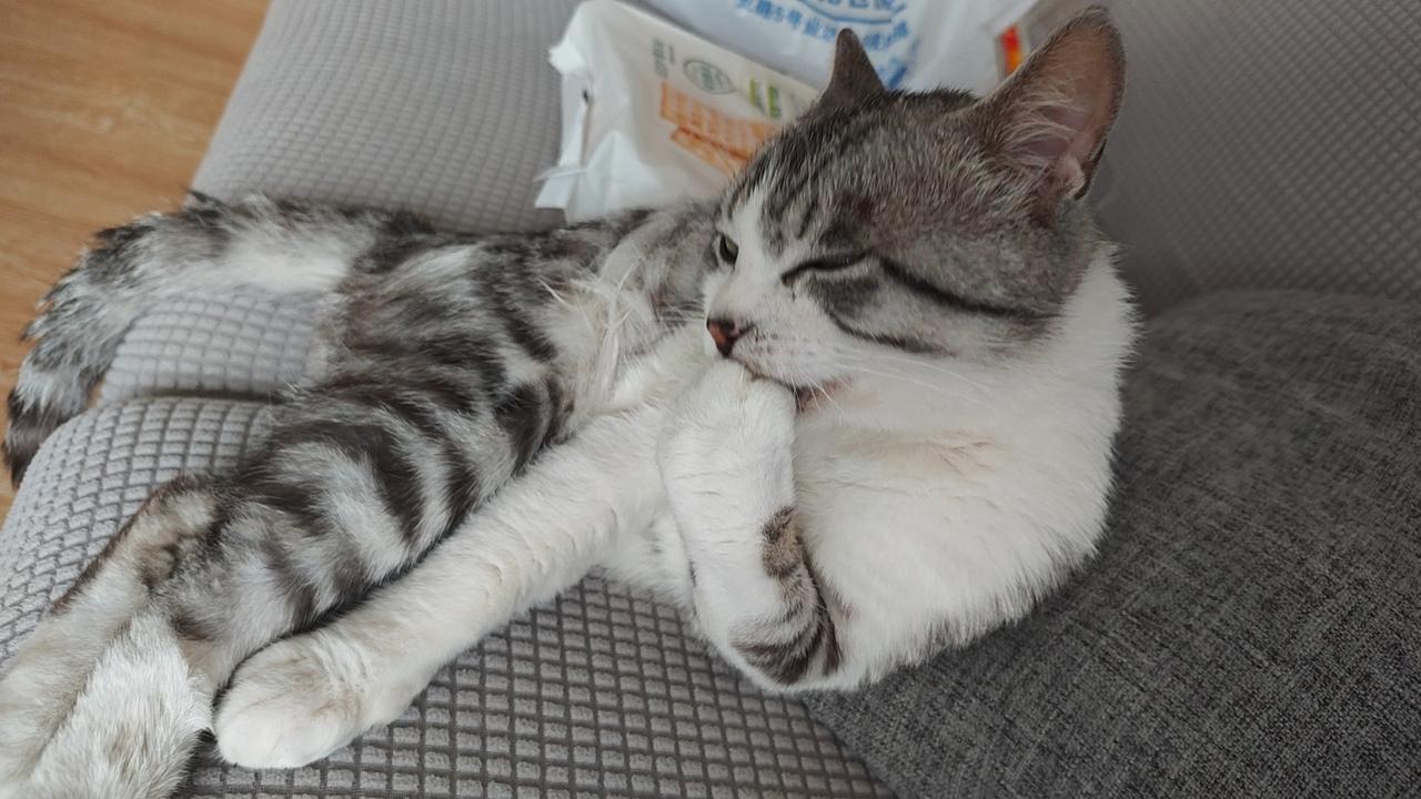 这就是我捡回来的流浪猫，当时看它饿得不行了，在路边见到我就凑过来一个劲地蹭，本来