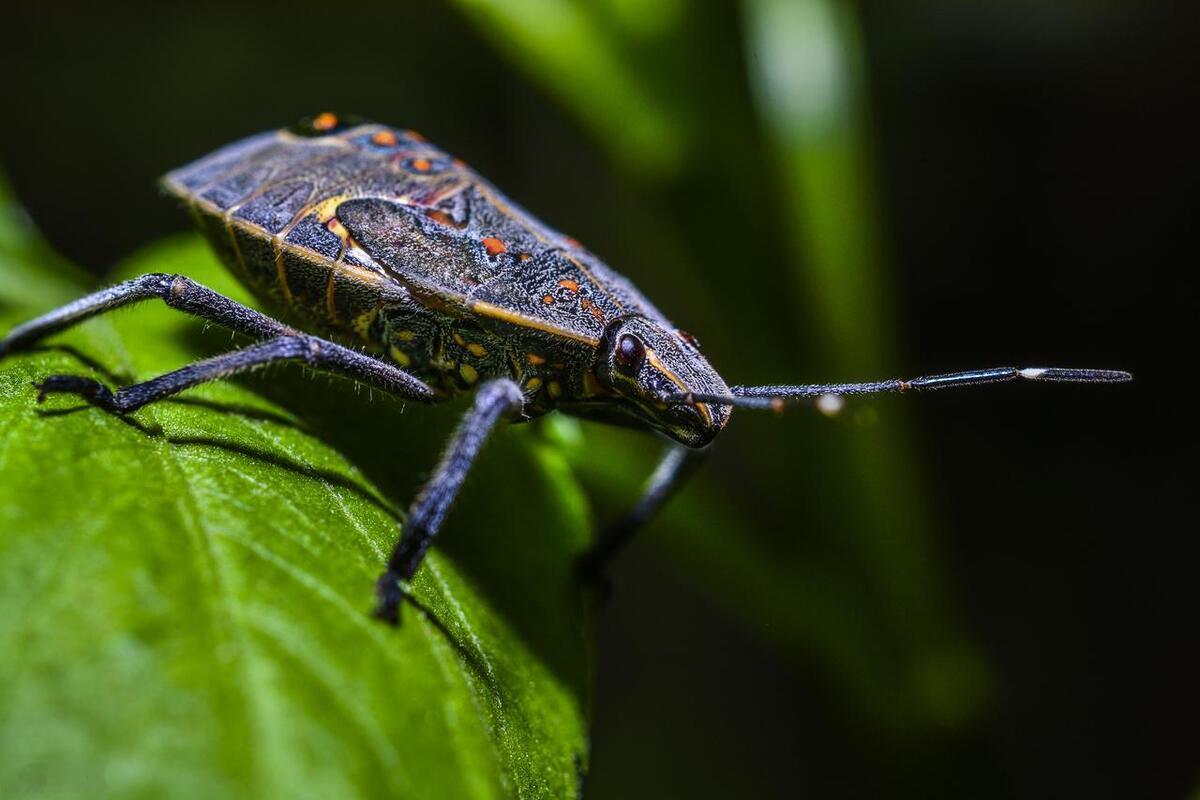 臭大姐（椿象，淄博也叫臭螳螂）不是室内“长”出来的，全是从室外钻进来、带进来的！
