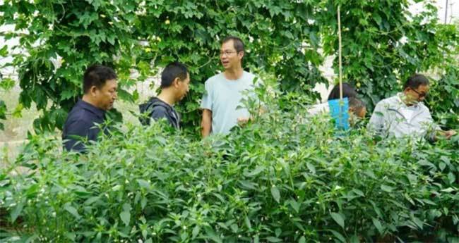 科技赋能 助力玉溪市辣椒产业提质增效