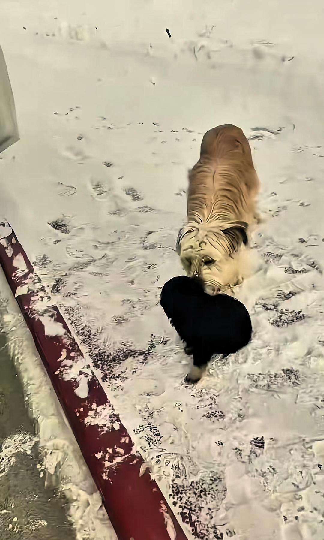 “看哭了！”新疆，一车主刚在路边停下休息，就有两只流浪狗跑了过来。一只是大狗，看