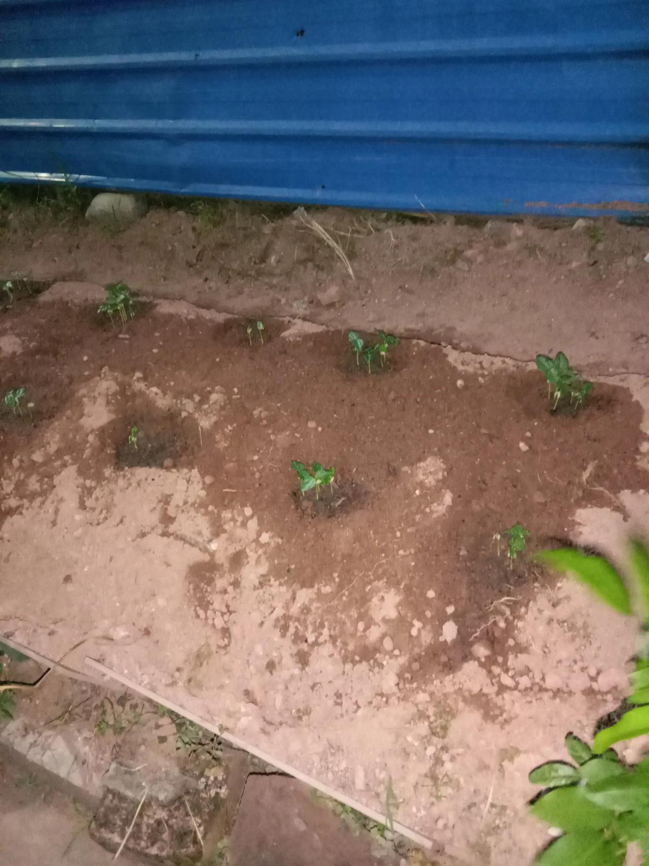 4天前拍的那块菜地已经发芽啦，看得出来是什么菜吗？8月的天气炎热，这样的气候