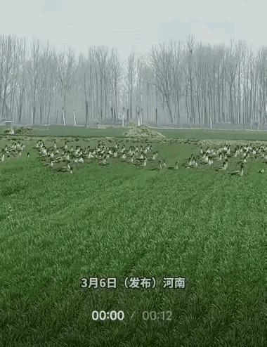 河南一男子去麦田干活，撞见一群大雁落自家地里。他没敢惊动，站边上等了半个多小时。