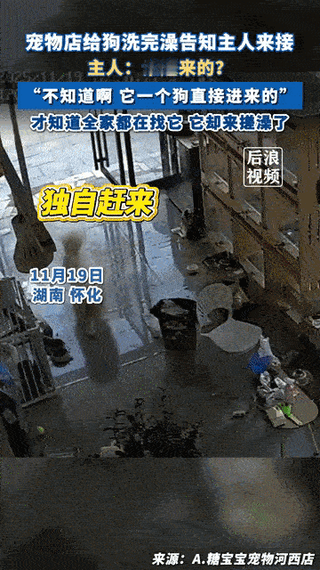 笑不活了！湖南怀化，一只狗狗竟然趁家人不注意溜出了门，然后直奔宠物店洗澡，店员以
