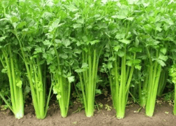 你会吃芹菜吗? 可能真的不会喔