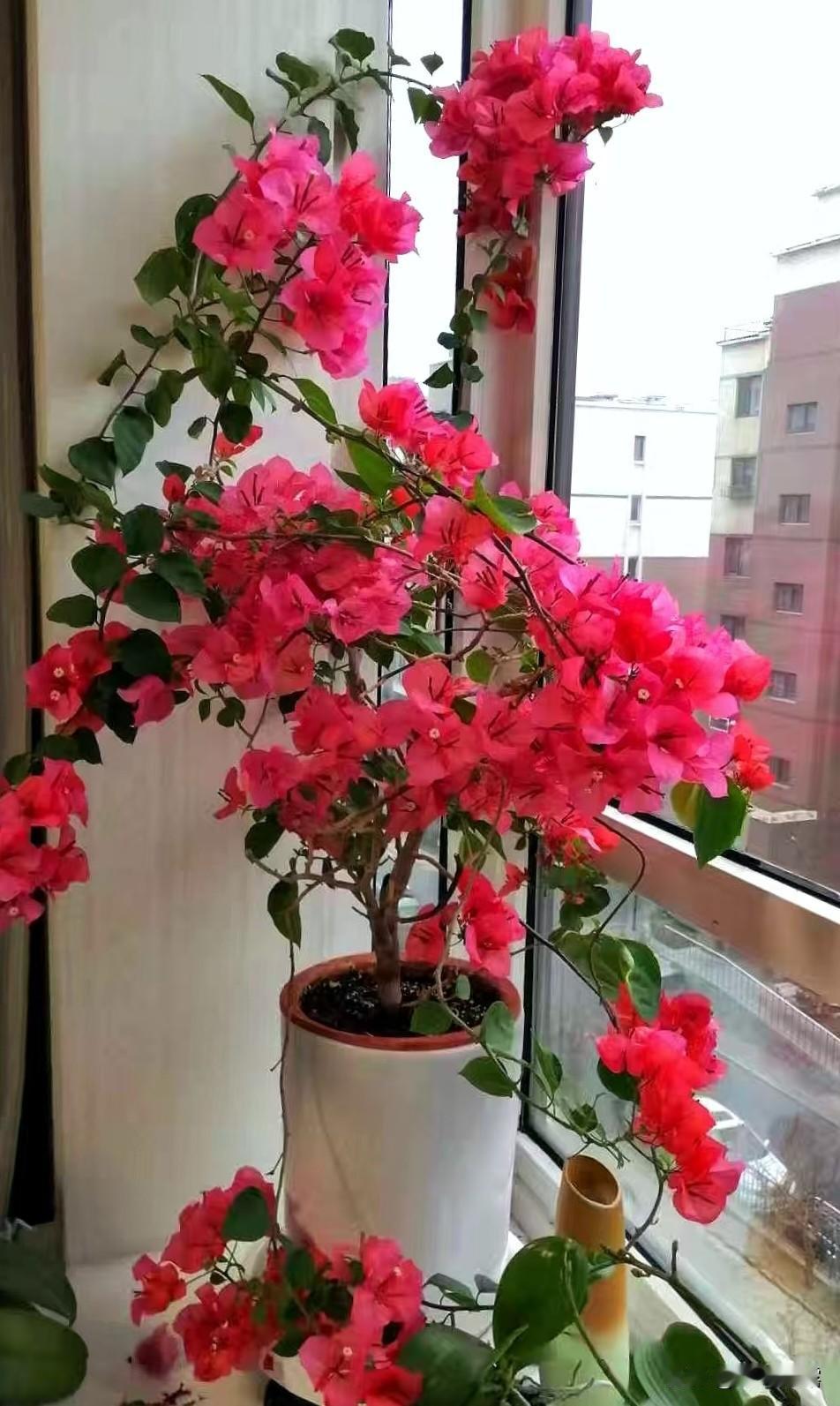 喜欢养花拍花，闲暇时养养花，花开美丽，赏花愉悦心情，因为在花草世界里，看到的全是