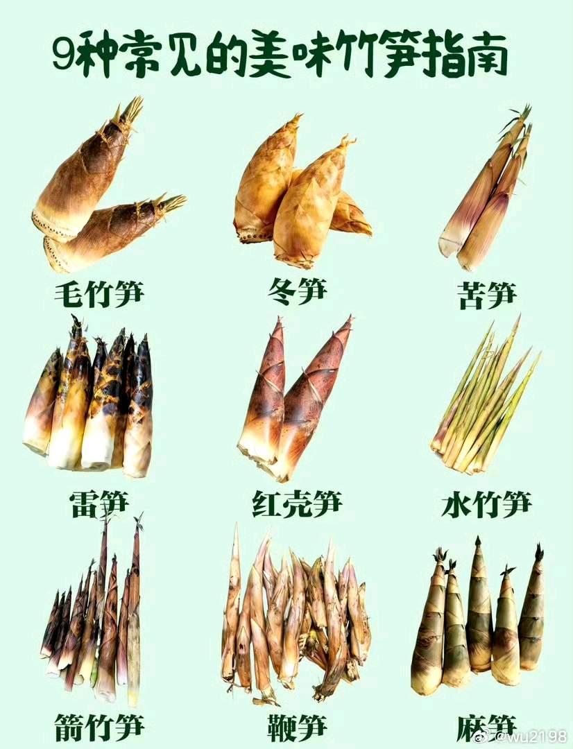 常见的竹笋味道不错的九种还有些比较小众的没有写出来的竹笋欢迎各位补充！