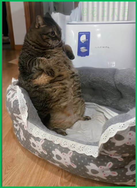 猫到中年不得已发福了而已