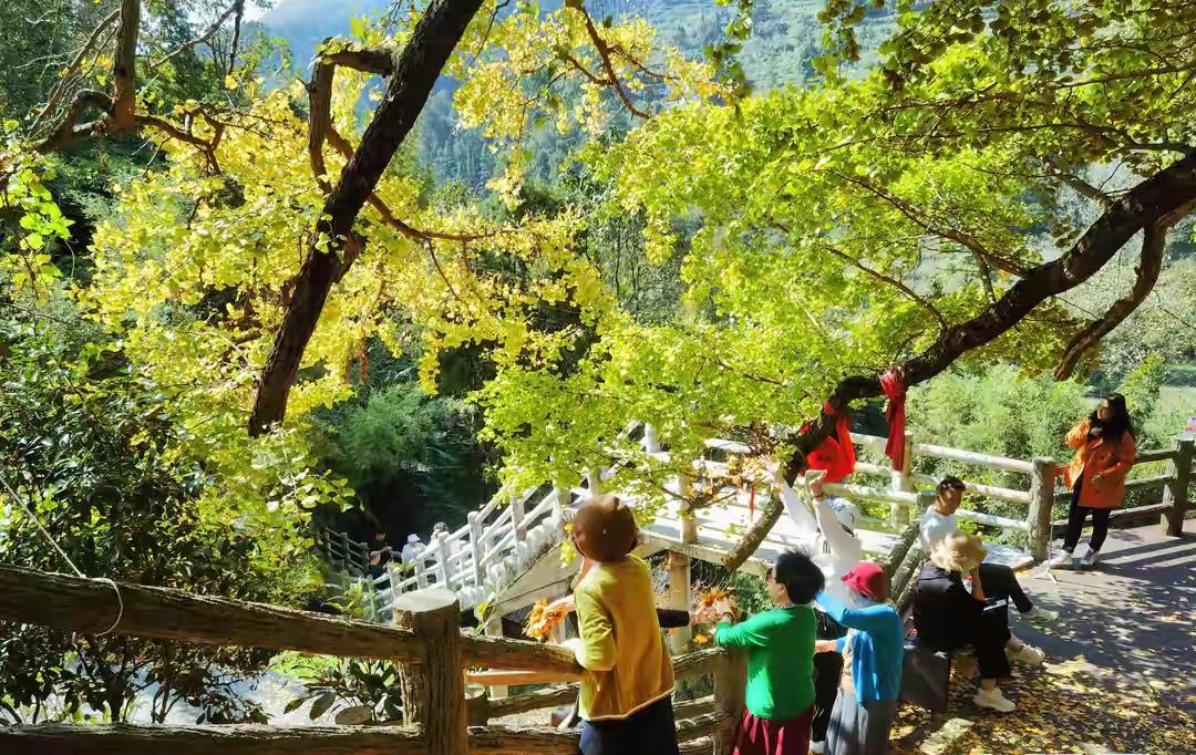 贵阳乌当区黄连村银杏树好看吗答案是很好看。我第一次是抖音上看到的，