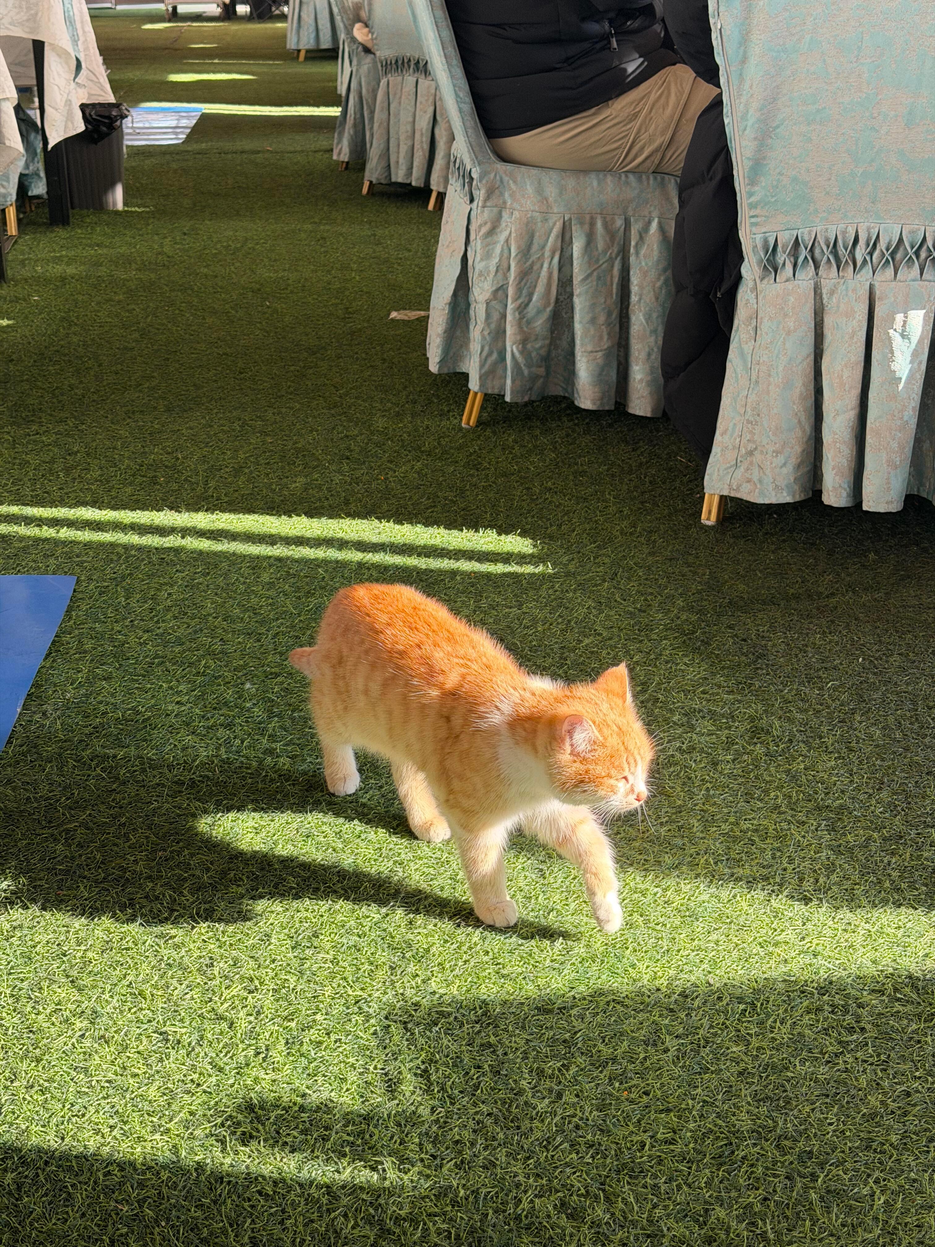 沐浴阳光的快乐小橘猫