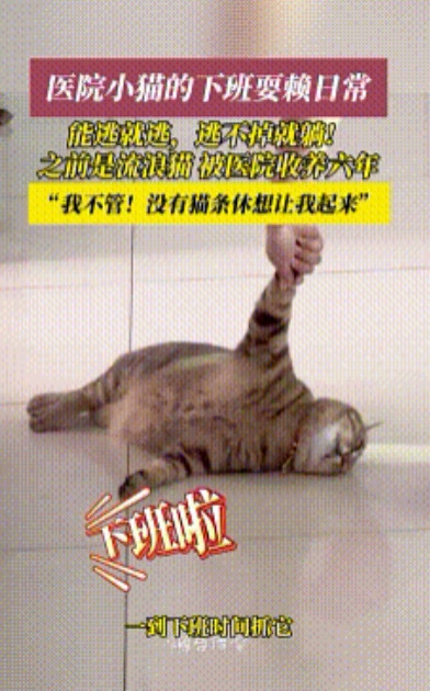 “猫条才是通关密令！”山东烟台一家医院6年来一直照顾一只流浪狸花猫，结果这猫早就
