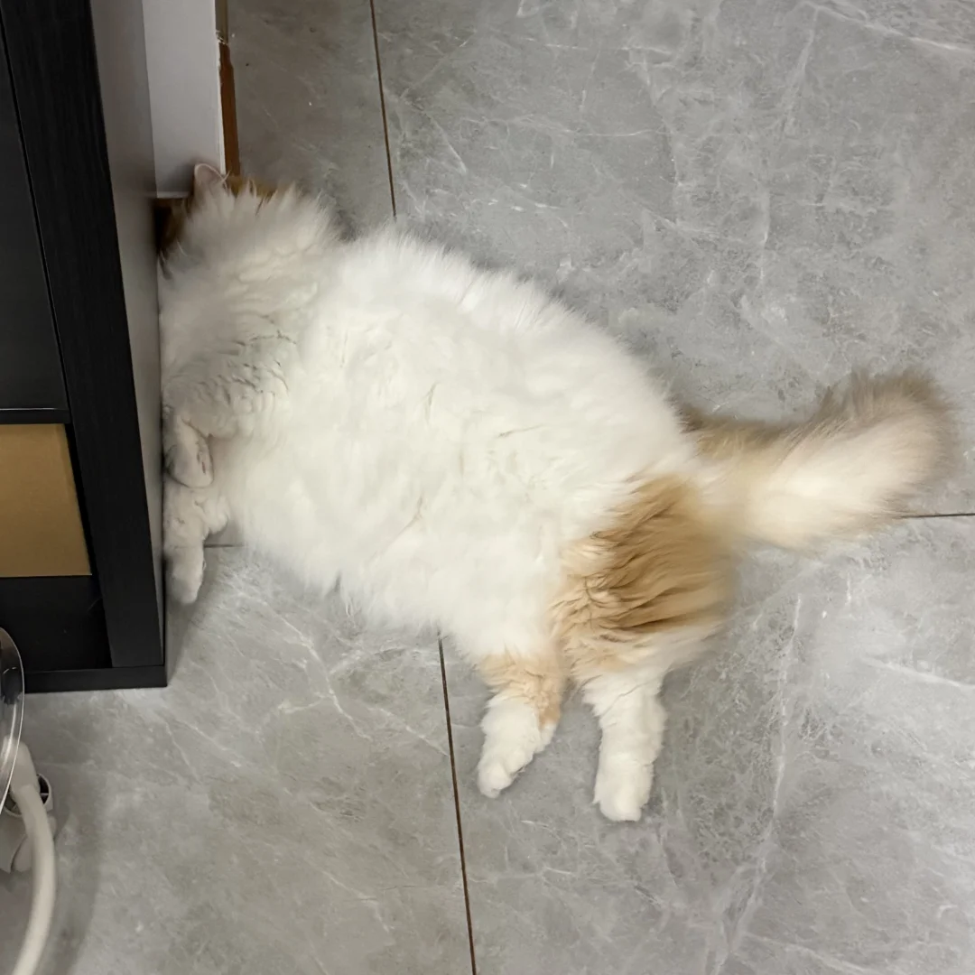 为什么小猫喜欢这样睡