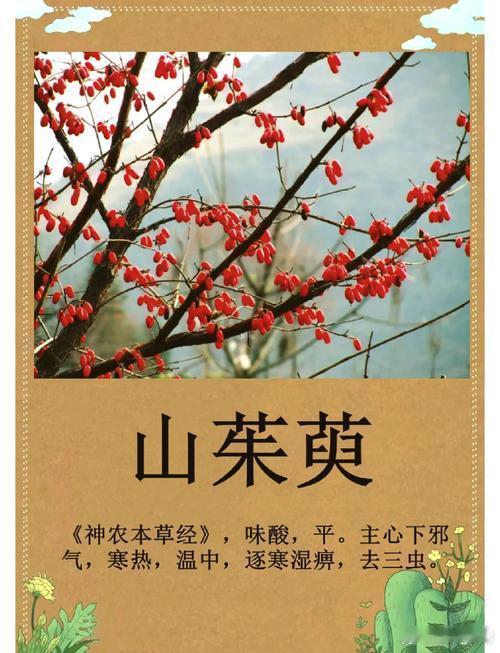 中医：山茱萸才是最适合现代人的补肾方，没有之一为什么说山茱萸才是最好的补肾药？很