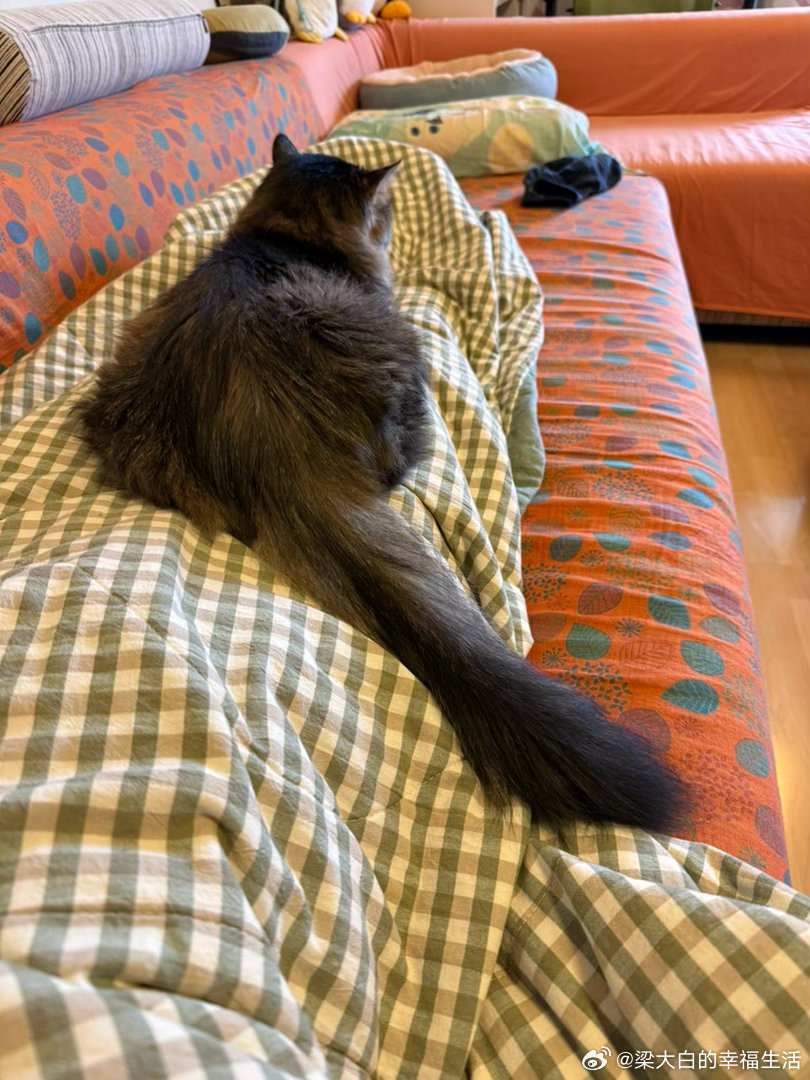 圆圆的小屁股