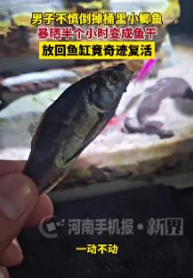 连科学都没法解释！河南商丘一男子随手倒了桶水，差点把一条小鲫鱼晒成鱼干，结果下一