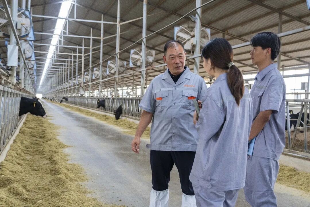 [微牛人]宁夏兴源达马兴云: 用心养牛二十余载 只为产出醇香好奶