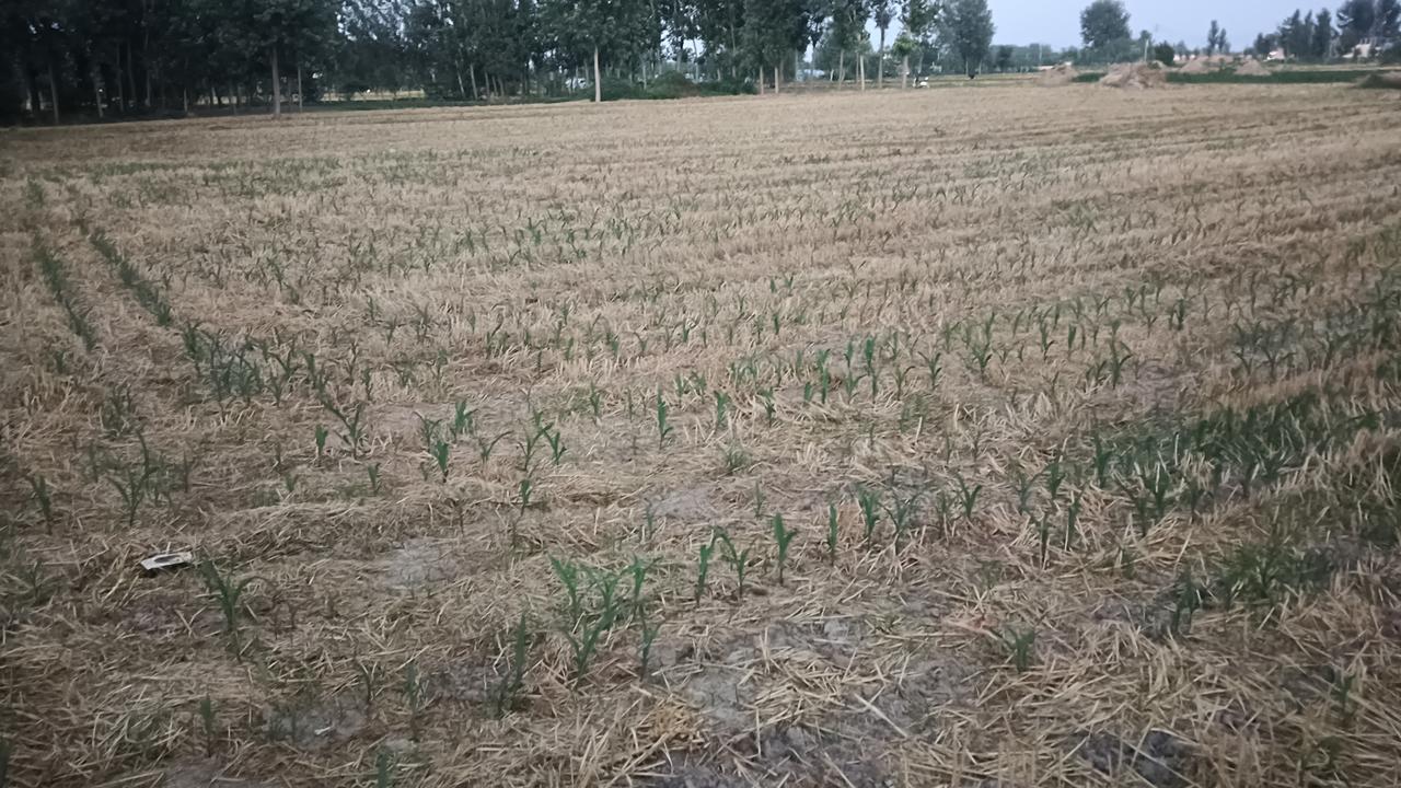 刚出不久的玉米苗是先促根壮苗还是先打除草剂？我邻居说打啥都一样。我直接说别把