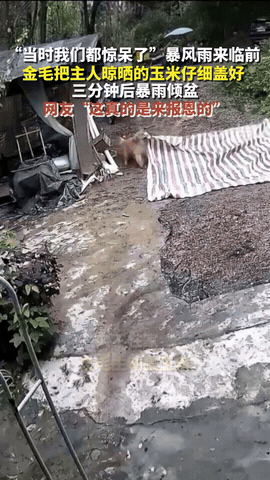 “太有灵性了！”广东，女子把玉米晒着去田里干活。没想到，天突然下起了大雨，她和老