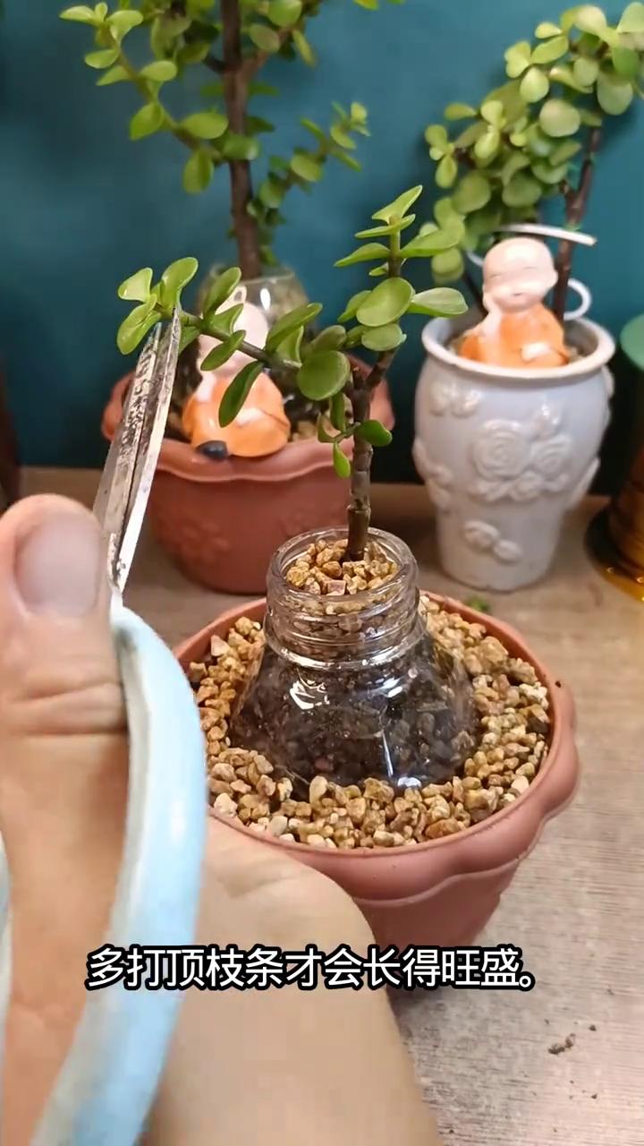 金枝玉叶提根造型种植方法。拔一颗带根的金枝玉叶种提根造型。·土上面放块石头，