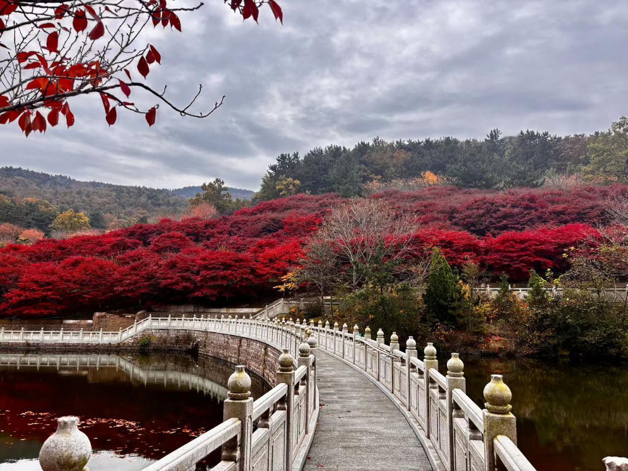 捡起一片红叶，犹如握住了整个秋天的温度，不愿意告别秋日的繁华。拿起一片红叶，