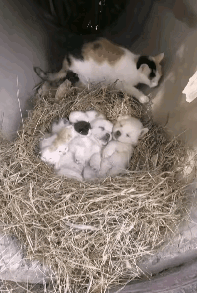 太暖心了！流浪猫妈妈在地下洞刚生下一窝小猫，叼着干草细心铺好暖窝，自己饿着