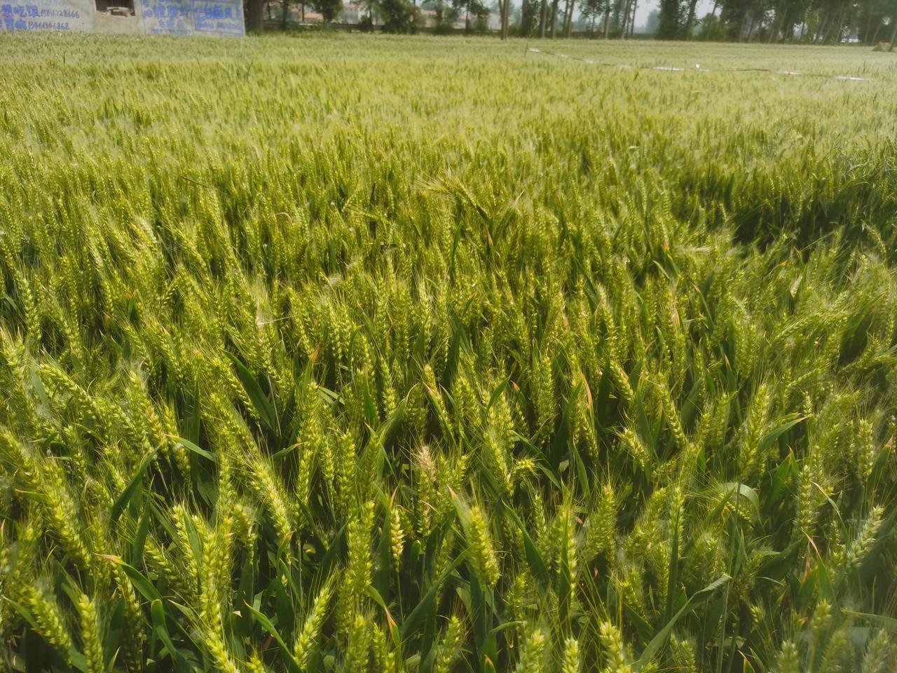 小麦成熟还有半个月！到底还要不要管理？很多老乡认为：小麦再有半个月就要成熟