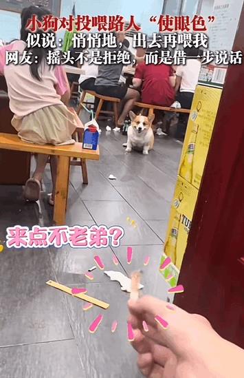 “万物有灵性！”四川，一男子在饭馆吃饭时，见一只狗狗盯着自己看，以为它馋肉，就拿
