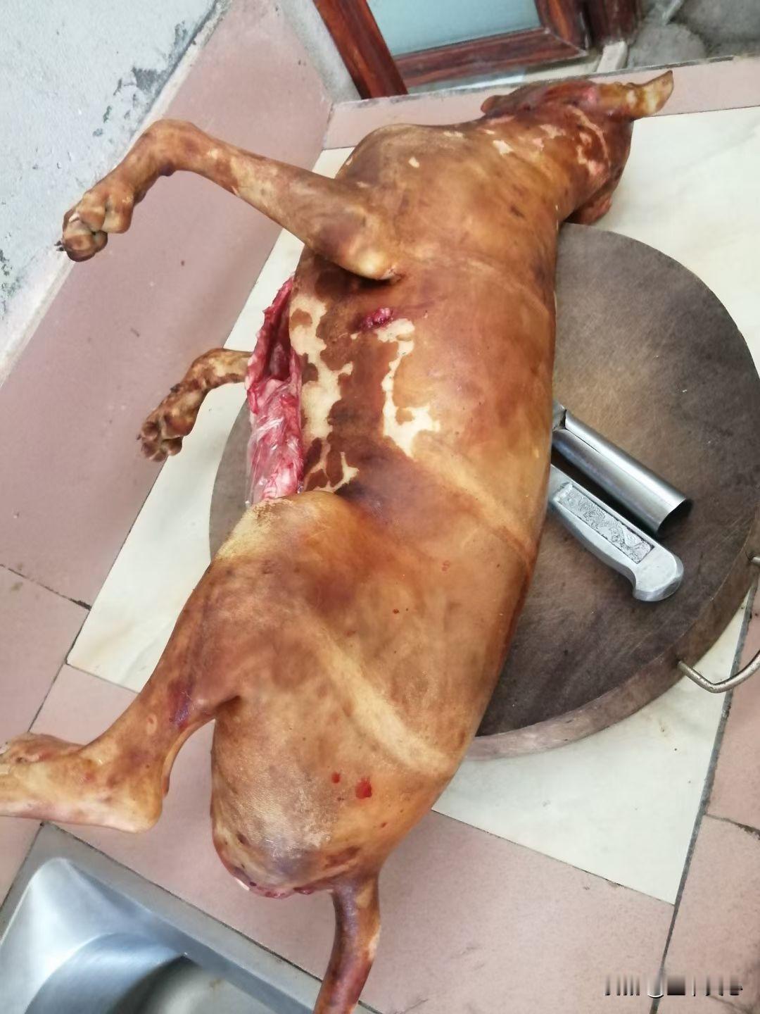 死了，终于死了我等这天很久了邻居养有一条金毛犬，我讨厌极了。经常