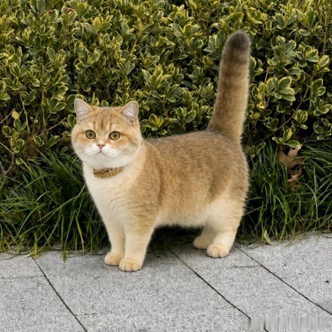 好标准的小猫咪​​​