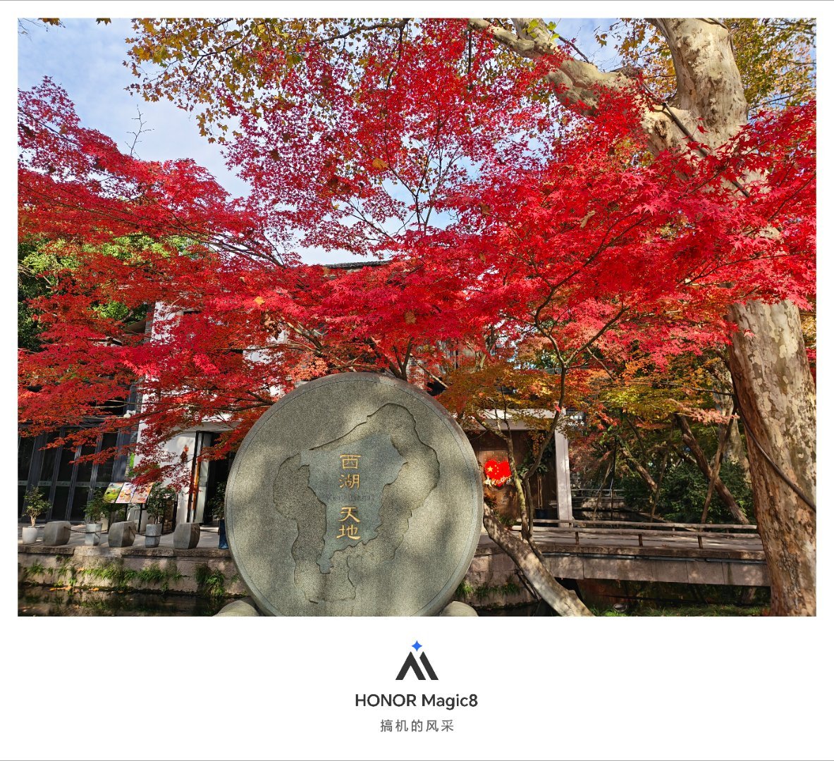 枫叶正红柳枝轻拂，初冬乍来，荣耀Magic8随手拍微博摄影年