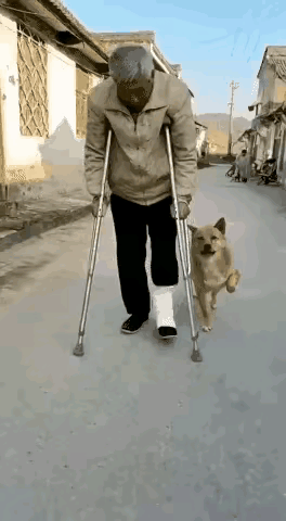 你见过把“爱”刻进走路姿势里的狗狗吗？这可不是什么段子，是